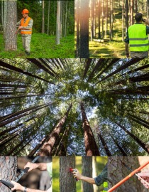 Forestry Supplies